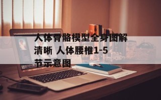 人体骨骼模型全身图解清晰 人体腰椎1-5节示意图