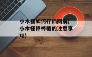小木槿如何扦插图解(小木槿棒棒糖的注意事项)