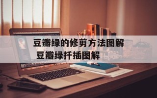 豆瓣绿的修剪方法图解 豆瓣绿扦插图解