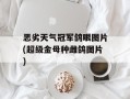 恶劣天气冠军鸽眼图片(超级金母种雌鸽图片)