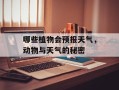 哪些植物会预报天气，动物与天气的秘密