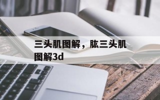 三头肌图解，肱三头肌图解3d