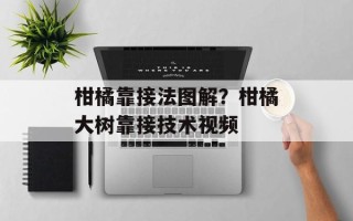 柑橘靠接法图解？柑橘大树靠接技术视频