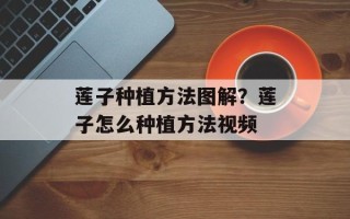 莲子种植方法图解？莲子怎么种植方法视频