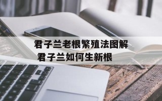君子兰老根繁殖法图解 君子兰如何生新根