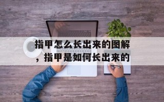 指甲怎么长出来的图解，指甲是如何长出来的
