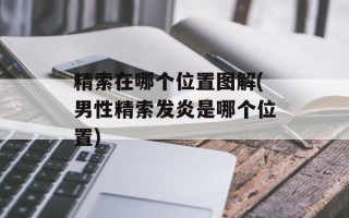 精索在哪个位置图解(男性精索发炎是哪个位置)