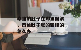泰迪的肚子在哪里图解，泰迪肚子胀的硬硬的怎么办