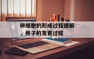 卵细胞的形成过程图解，卵子的发育过程