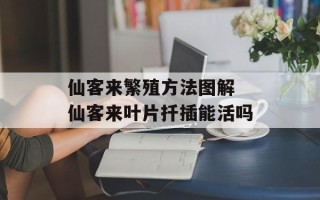仙客来繁殖方法图解 仙客来叶片扦插能活吗