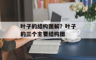 叶子的结构图解？叶子的三个主要结构图