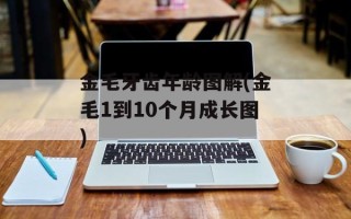 金毛牙齿年龄图解(金毛1到10个月成长图)