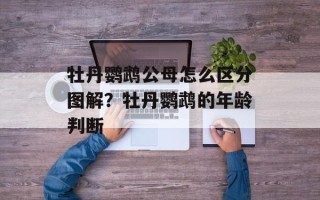 牡丹鹦鹉公母怎么区分图解？牡丹鹦鹉的年龄判断