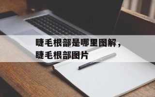 睫毛根部是哪里图解，睫毛根部图片