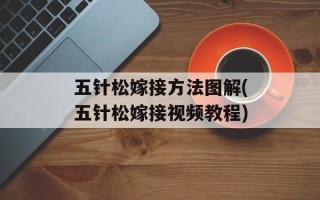 五针松嫁接方法图解(五针松嫁接视频教程)