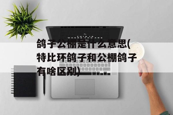 鸽子公棚是什么意思(特比环鸽子和公棚鸽子有啥区别)-第1张图片-