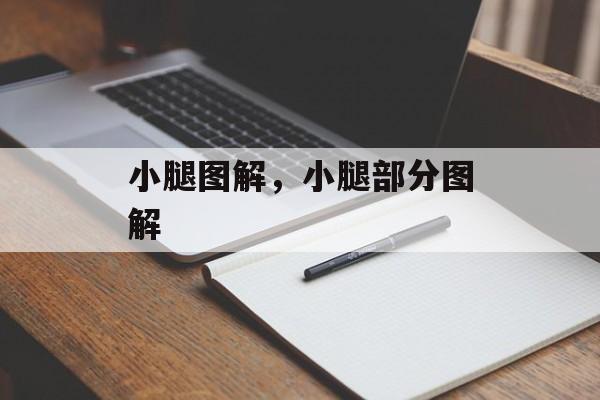 小腿图解，小腿部分图解-第1张图片-