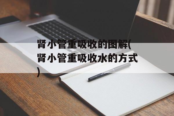 肾小管重吸收的图解(肾小管重吸收水的方式)-第1张图片-