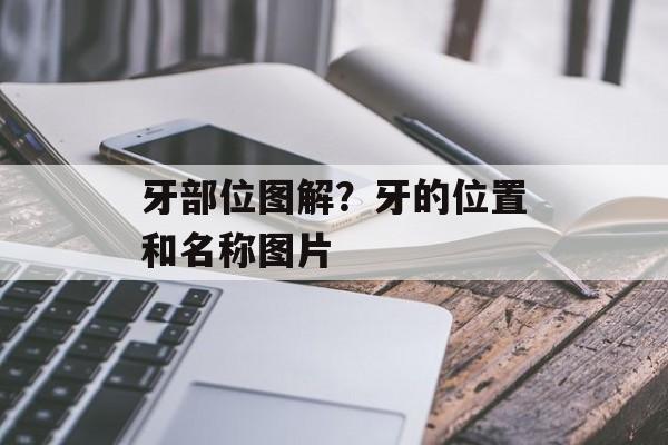 牙部位图解？牙的位置和名称图片-第1张图片-