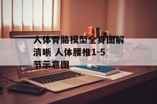 人体骨骼模型全身图解清晰 人体腰椎1-5节示意图-第1张图片-