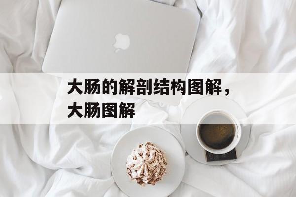 大肠的解剖结构图解，大肠图解-第1张图片-