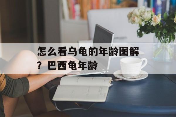 怎么看乌龟的年龄图解？巴西龟年龄-第1张图片-