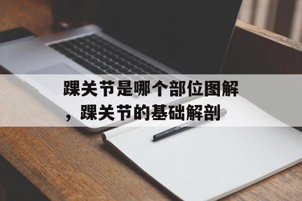 踝关节是哪个部位图解，踝关节的基础解剖-第1张图片-