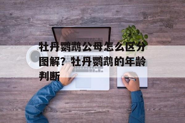 牡丹鹦鹉公母怎么区分图解？牡丹鹦鹉的年龄判断-第1张图片-