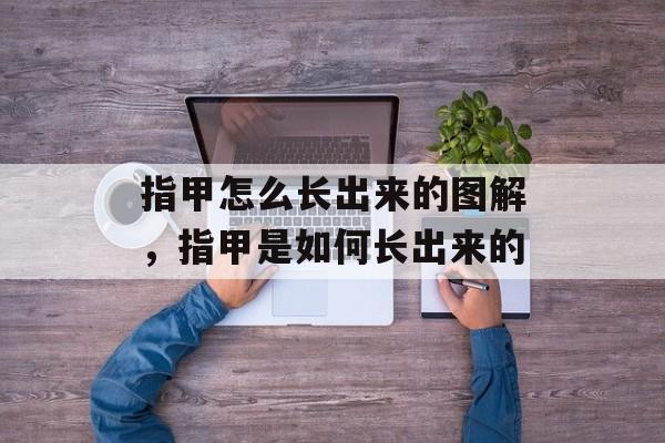 指甲怎么长出来的图解，指甲是如何长出来的-第1张图片-
