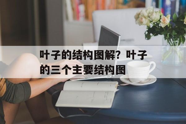 叶子的结构图解？叶子的三个主要结构图-第1张图片-
